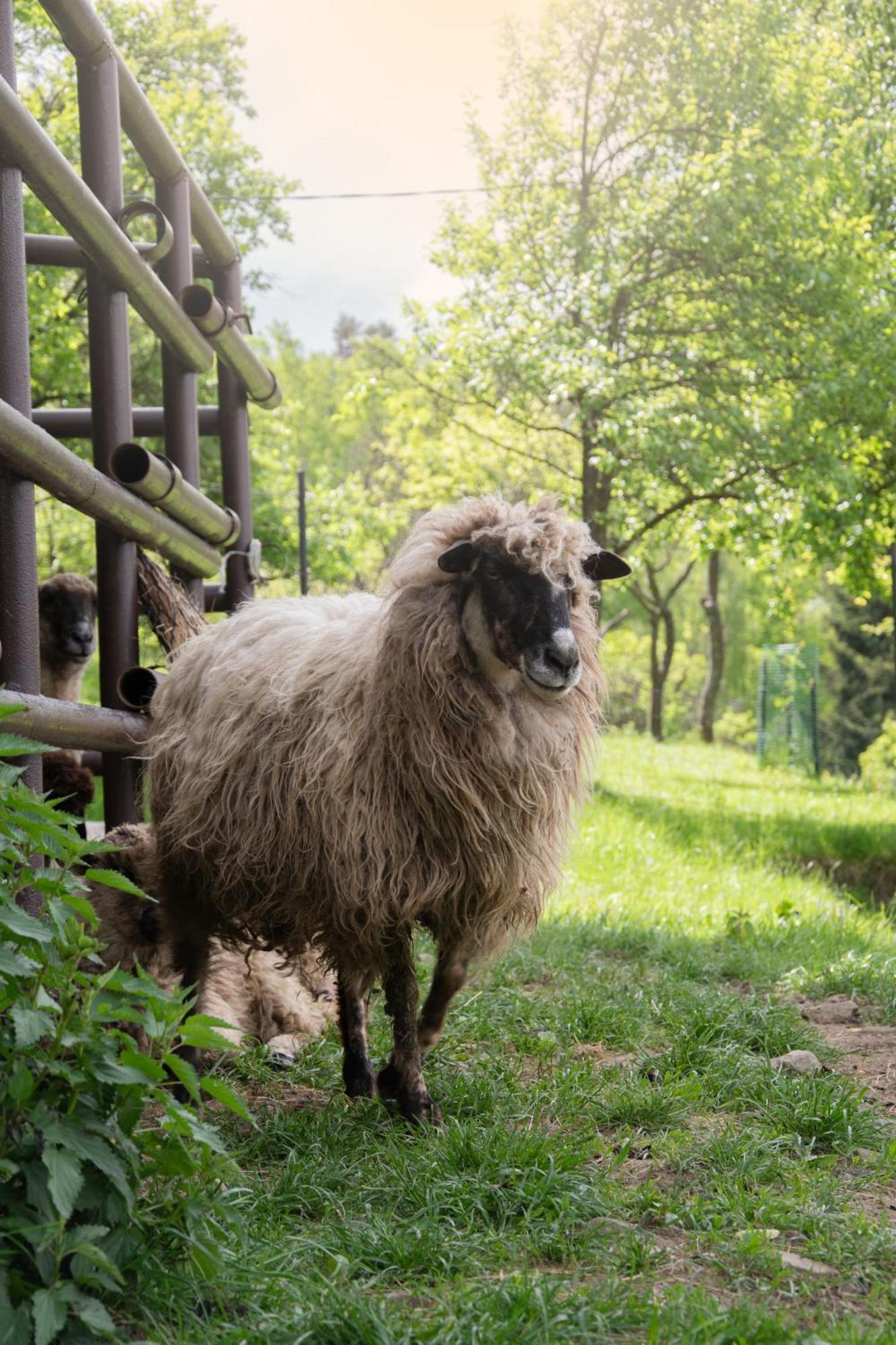 Domek Mysliwski W Gorach Ujsoły Exteriör bild